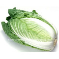 Buy Chinese Cabbage vegetables price from Shandong